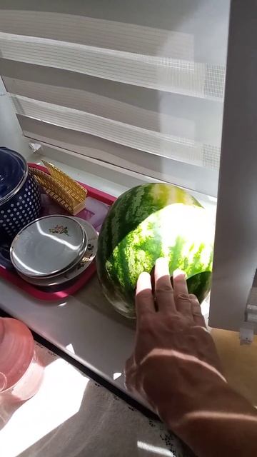 Дозревает арбуз на подоконнике смотреть онлайн