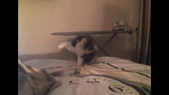 Cat and the new bedsheet / Кошка и новая простыня смотреть онлайн