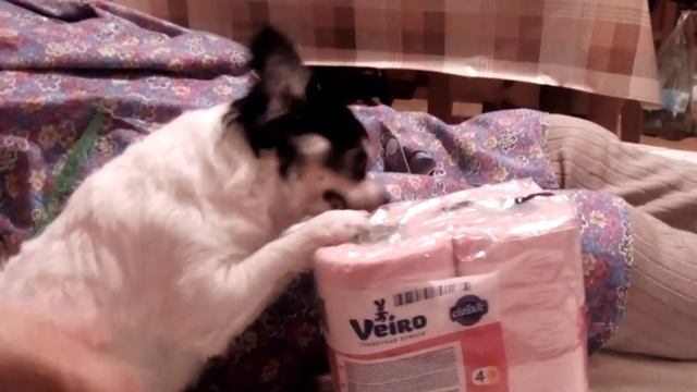 ШОК! Моя собака ест бумагу! смотреть онлайн