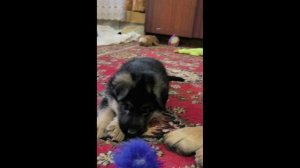 щенкопроект