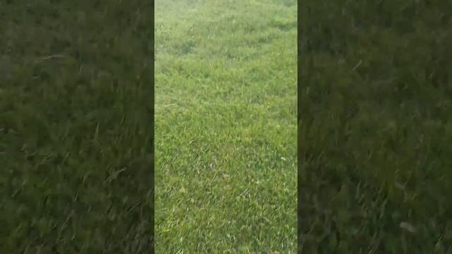 Мы с папой в Горки гольф угадайте что делаем ?