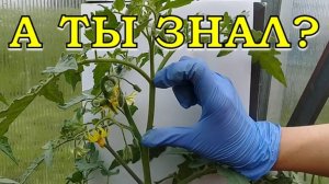 ТОМАТЫ: первые ВАЖНЫЕ шаги 🍅🍅🍅