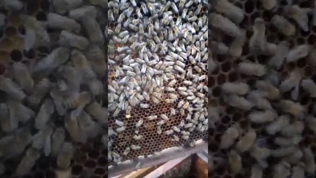 Доказательство метода борьбы с клещом. Улей лежак №2. ? смотреть онлайн