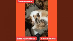 Как быть,когда все  передержки переполнеы битком,но на улице кто- то умирает?