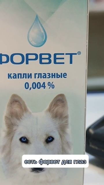 #шпиц #форвет #глазныекапли #капли #ветаптека #померанскийшпиц #юмор #смех