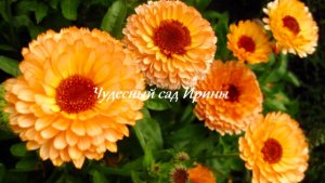Календула. Лекарственный неприхотливый однолетник.