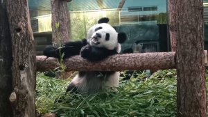 Завтракаем вместе с Катюшей и медитируем под её чавканье! 😊🐼🎋