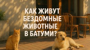 Животные Батуми - собака Батон, кошка Сирена, собачка Добби - как живут уличные животные в Грузии