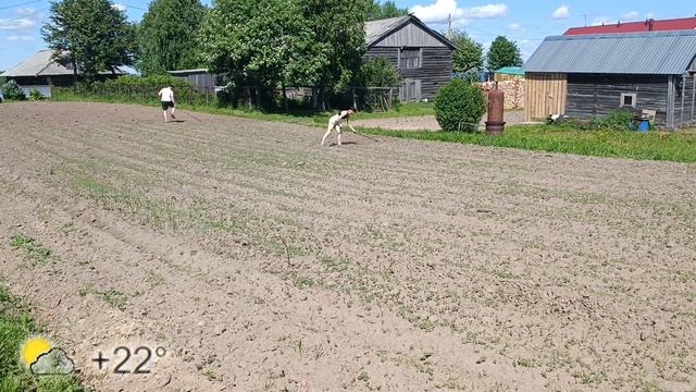 Боронование почвы #деревня #борона #сорняки