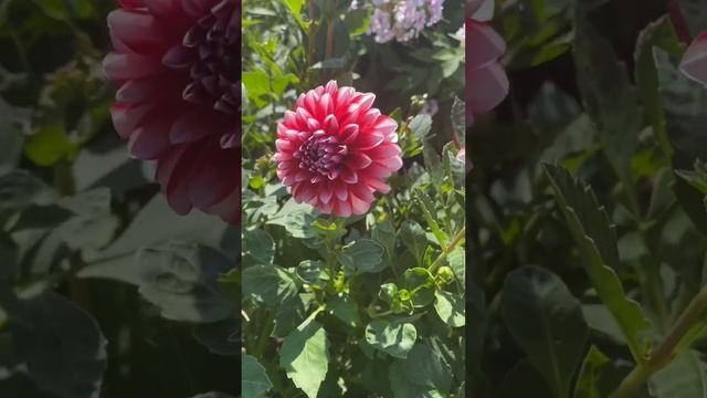 Как я собирала семена гибридных георгин. Теперь знаю, ? смотреть онлайн