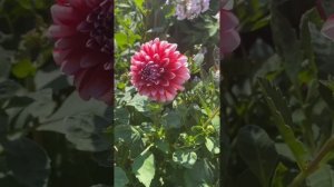 Как я собирала семена гибридных георгин. Теперь знаю, ?