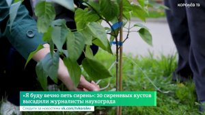 «Я буду вечно петь сирень»: 20 сиреневых кустов высадили журналисты наукограда