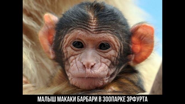 20 одних из самых милых фото животных, которыми чаще всего делятся в сети интернет за последнее врем
