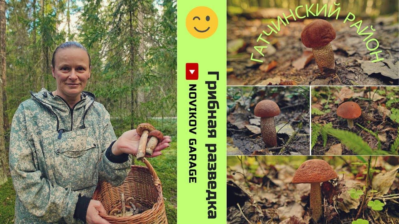 Грибная разведка 22 сентября 2024. Гатчинский район. смотреть онлайн