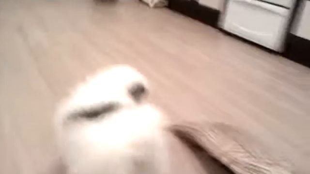 Щенки шпица 1,5 мес смотреть онлайн