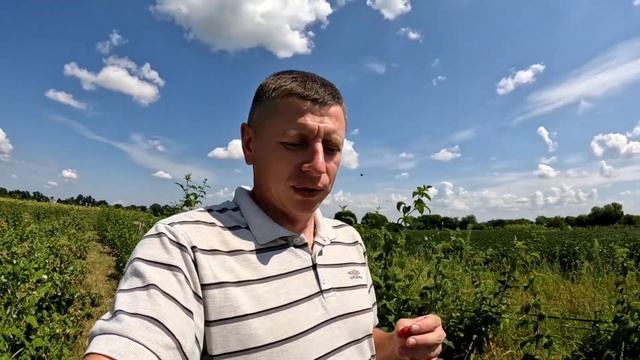 🎈ЗБИРАЄМО І ЗДАЄМО МАЛИНУ НА ЗАМОРОЗКУ. ЯКА ЦІНА МАЛИНИ? смотреть онлайн