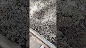 Клубничка каскадная.