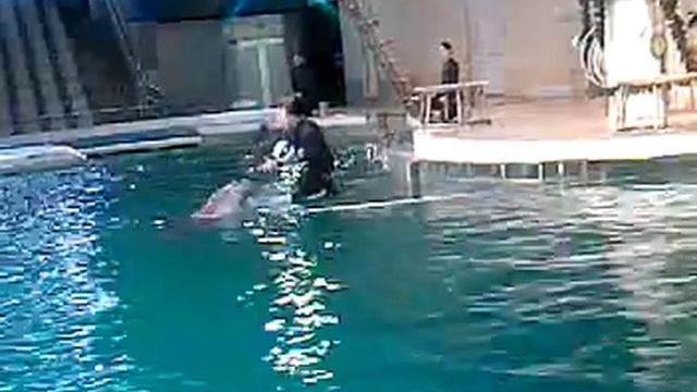 делфинарий Литва 2 смотреть онлайн