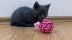 Сэмми полюбил или нет розовый мячик игрушку? Чувствует новые запахи и настраивается на знакомство.