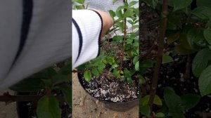 Журнал работы минипитомника расстений.Черенкую метельчатые,проверяю крупнолистные.Выпуск 6.9 мая 25г