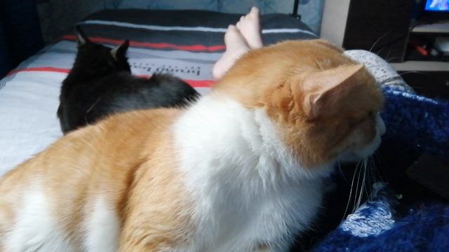 19.05.25г/кототерапия