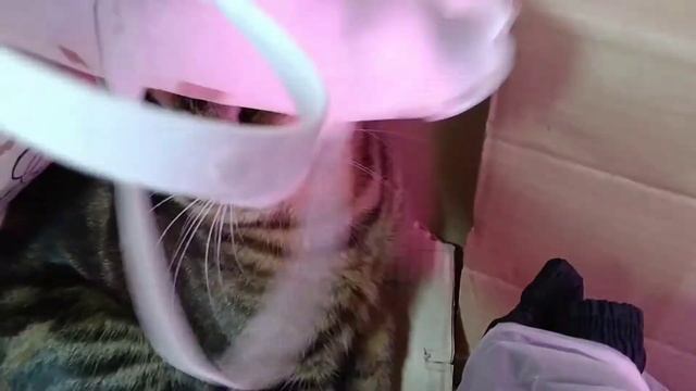 КОШКИ В ГОРЕ МУСОРА смотреть онлайн