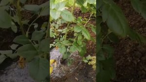 Рассказываю как сажаю плетистую розу Polka , 30 июля 2022