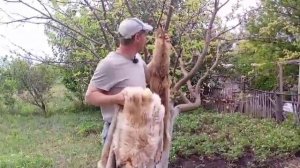 Выделка меха, волка, шакала и коз