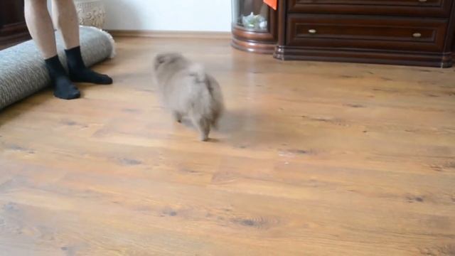 шоколадный мальчик померанского шпица/chocolate boy pomeranian смотреть онлайн