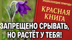 10 Растений из Красной Книги, Которые Могут Расти у Вас Под Окнами