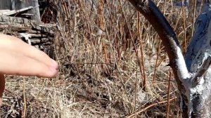 Оставляю пеньки при обрезке. Югославский пенек или щу?