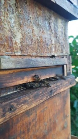 пчелы несут обложку в ловушку