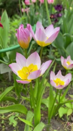 Тюльпан батанический Лайлак Уандер #цветы #garden #растения #Тюльпаны