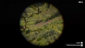 ЛЕГЕНДАРНАЯ ЛИСА в RDR2