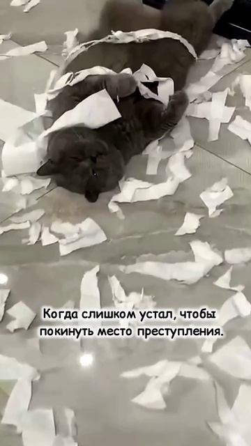 План может и хорош, но не гениален #смешно #юмор #кошки #cat #animals #кот #смешныекошки