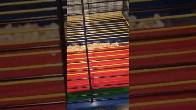 vlog украсили елку как живёт снежок? смотреть онлайн