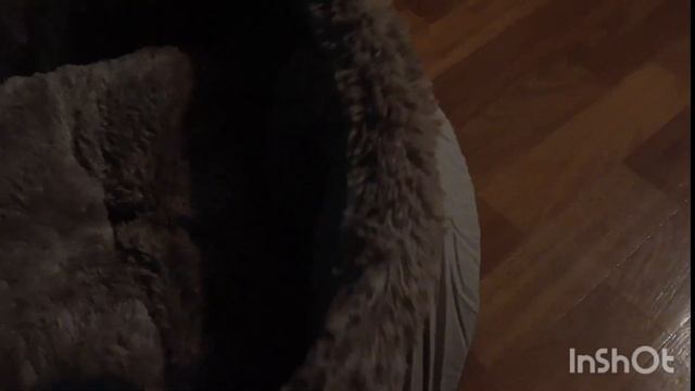 Распаковка лежанки для собаки! 🐶🐶🐶 смотреть онлайн