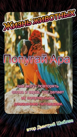 Попугай Ара