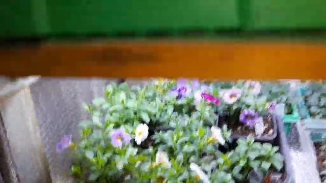 Обзор стеллажей с рассадой и черенками цветов в корид? смотреть онлайн
