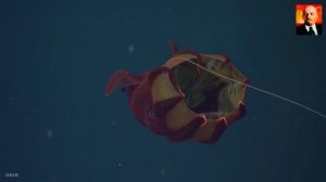 Адский кальмар-вампир - Ужасный монстр морских глубин. Самые невероятные факты о