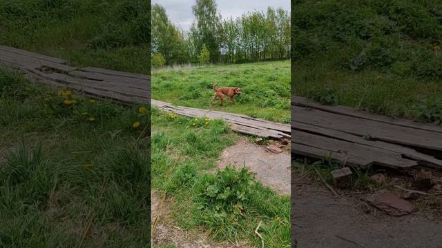 rutube.ru