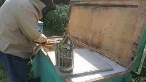 В улье-лежаке 1 отводок собирает мёд и выводит матку. 2 ?