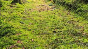 Проверили - грибов нет. Только один ЦАРЬ ГРИБ 🍄 на пен?