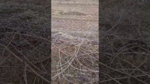 Заготовка подвоя "Кобер 5бб" для привитых саженцев винограда (05.03.2024)