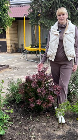 Барбарис Тунберга. Что из себя представляет. Основные моменты, которые нужно знать перед посадкой.