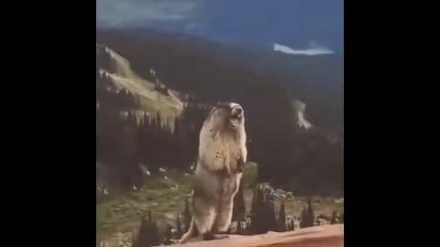 Лёху Hard Play бомбит