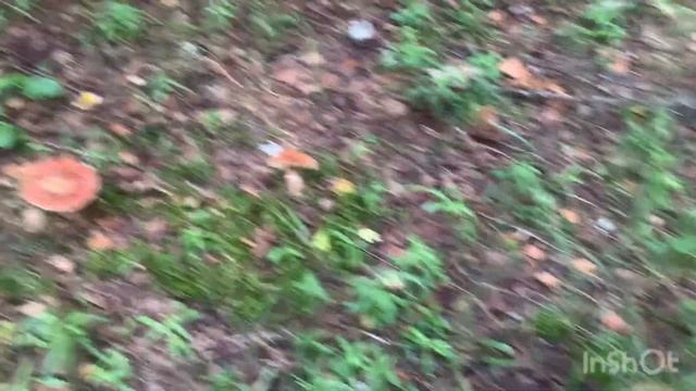 Грибы.Подмосковье.Орехово Зуевский р-н….7 июля 2024…очень мало…. смотреть онлайн