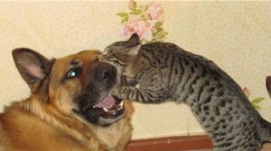 Смешные котики и песики)