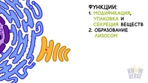Одномембранные органеллы. ЭПС. Аппарат гольджи. Лизос?