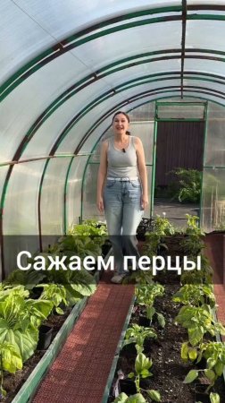 Сажаем перчики
